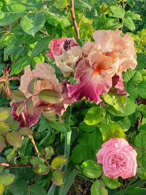  - IRIȘI 2024 - 2 _ 2025