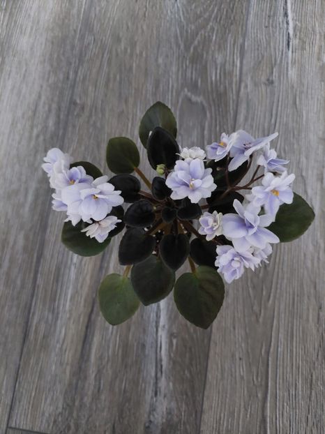  - N-Morozniy Yanvarj