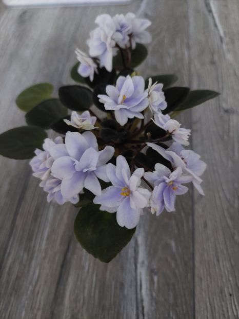  - N-Morozniy Yanvarj