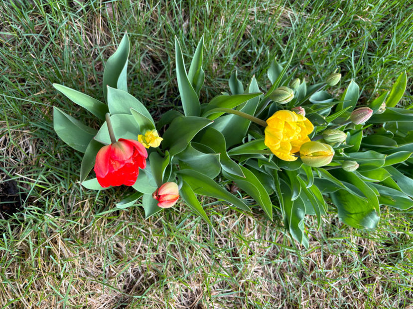  - Jurnalul gradinii 2024