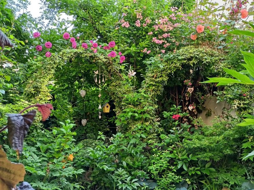  - Grădina 2024 continuare 2