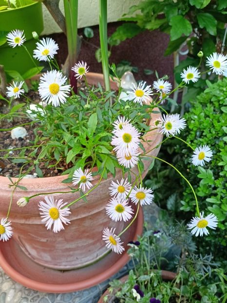 Erigeron karvinskianus - Grădina 2024 continuare 2