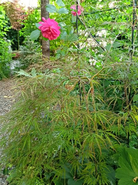  - Grădina 2024 continuare 2