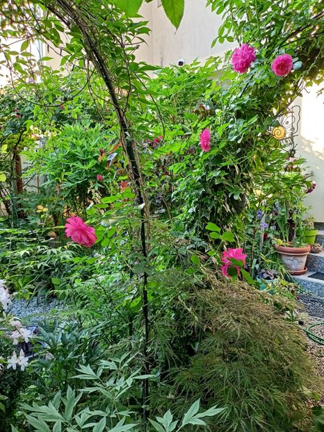  - Grădina 2024 continuare 2