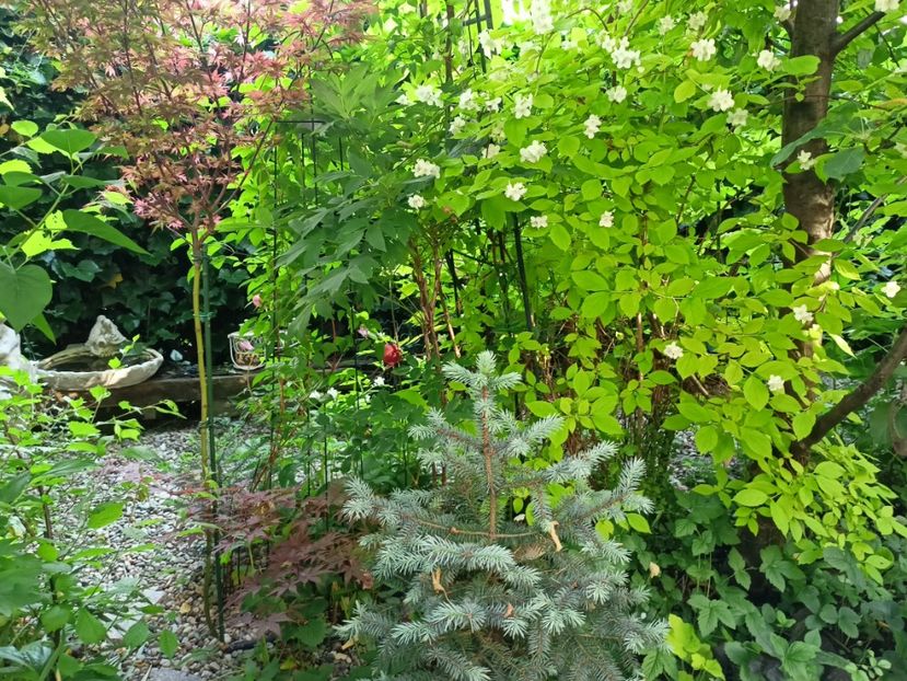  - Grădina 2024 continuare 2