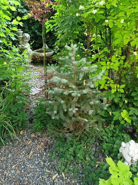  - Grădina 2024 continuare 2