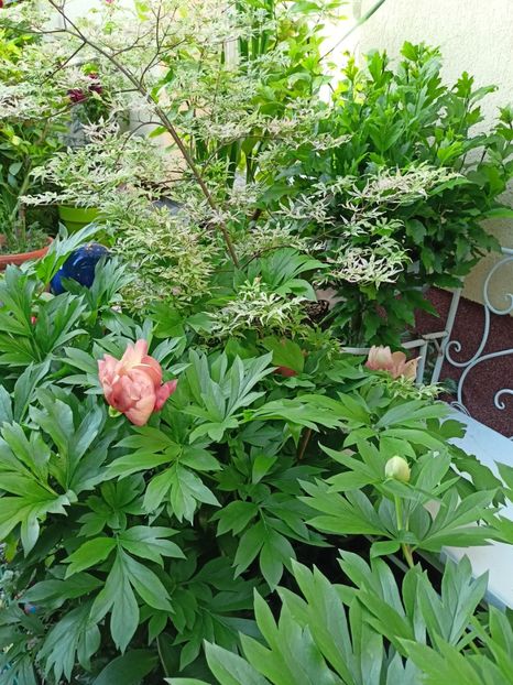  - Grădina 2024 continuare 2