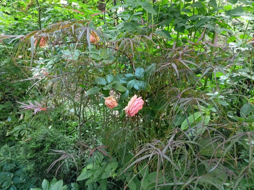 Chippendale - Grădina 2024 continuare 2