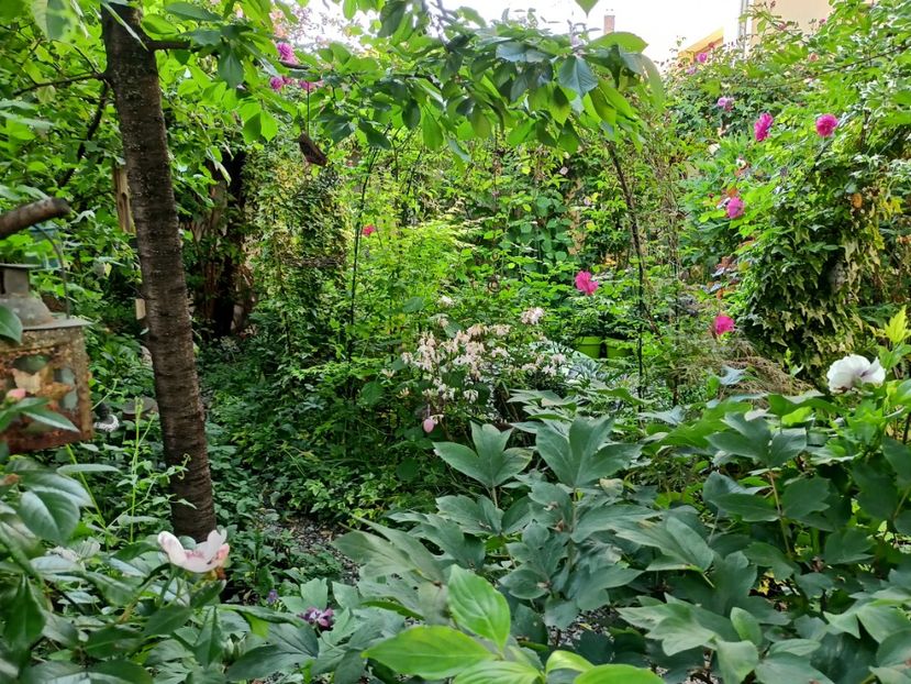  - Grădina 2024 continuare 2