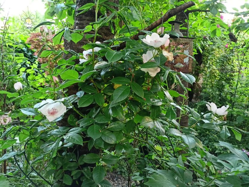 Astronomia - Grădina 2024 continuare 2