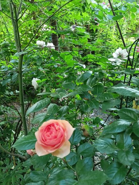  - Grădina 2024 continuare 2