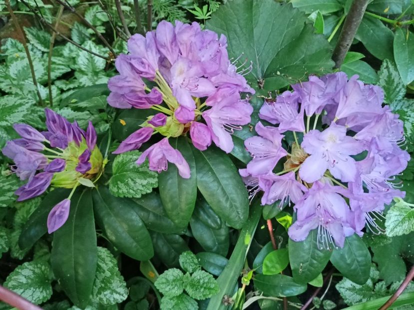  - Grădina 2024 continuare 2