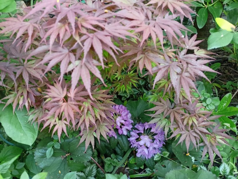  - Grădina 2024 continuare 2