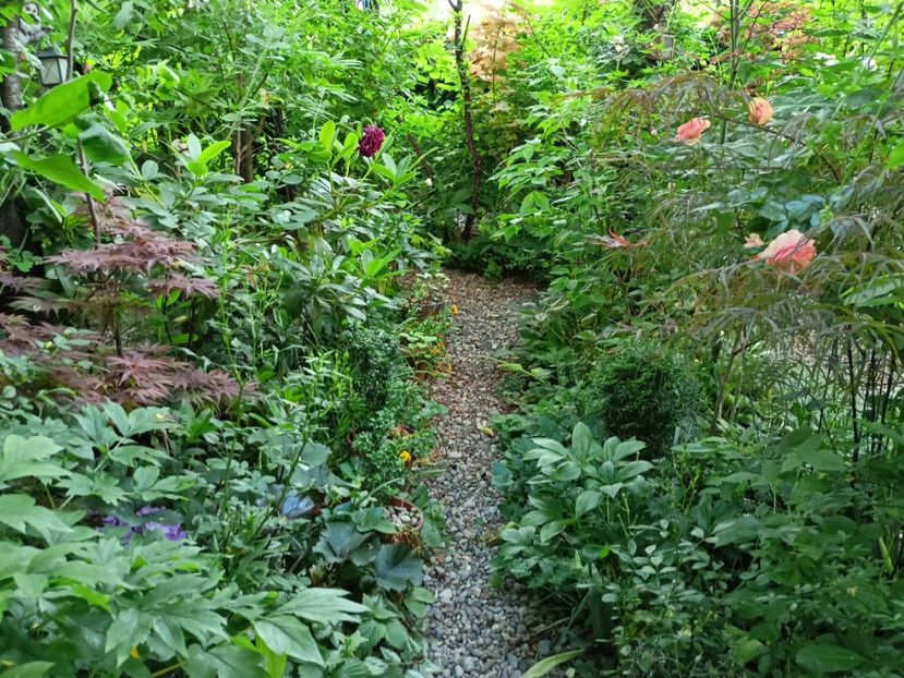  - Grădina 2024 continuare 2