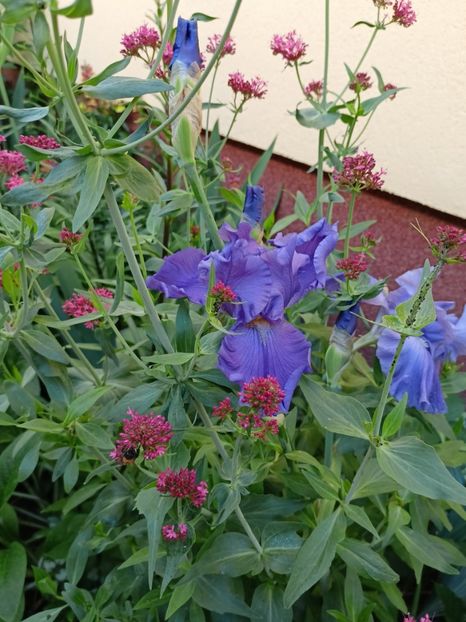  - Grădina 2024 continuare 2