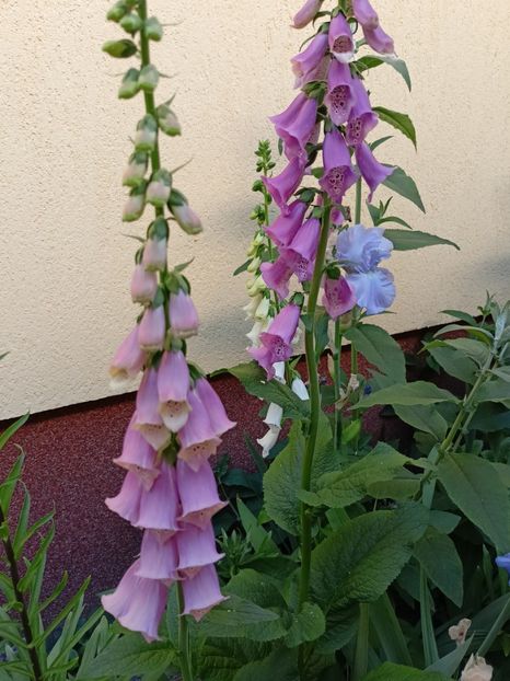  - Grădina 2024 continuare 2