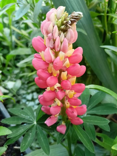  - Grădina 2024 continuare 2