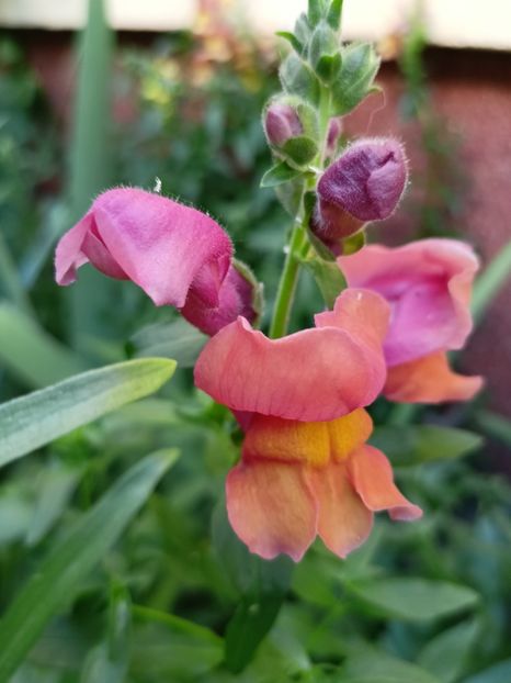  - Grădina 2024 continuare 2