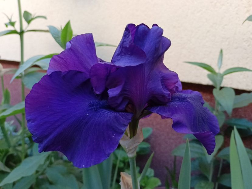  - Grădina 2024 continuare 2