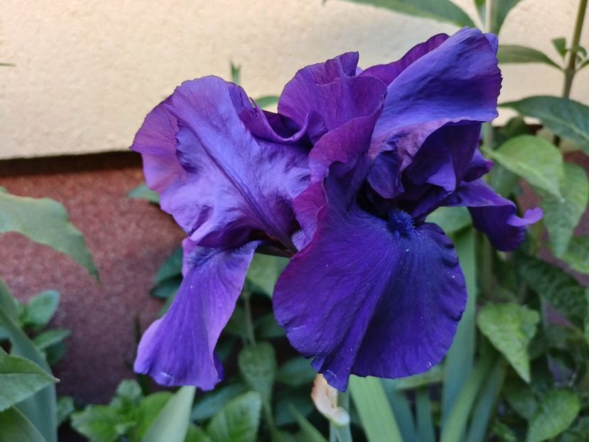  - Grădina 2024 continuare 2