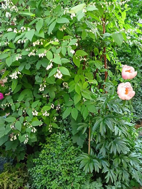  - Grădina 2024 continuare 2