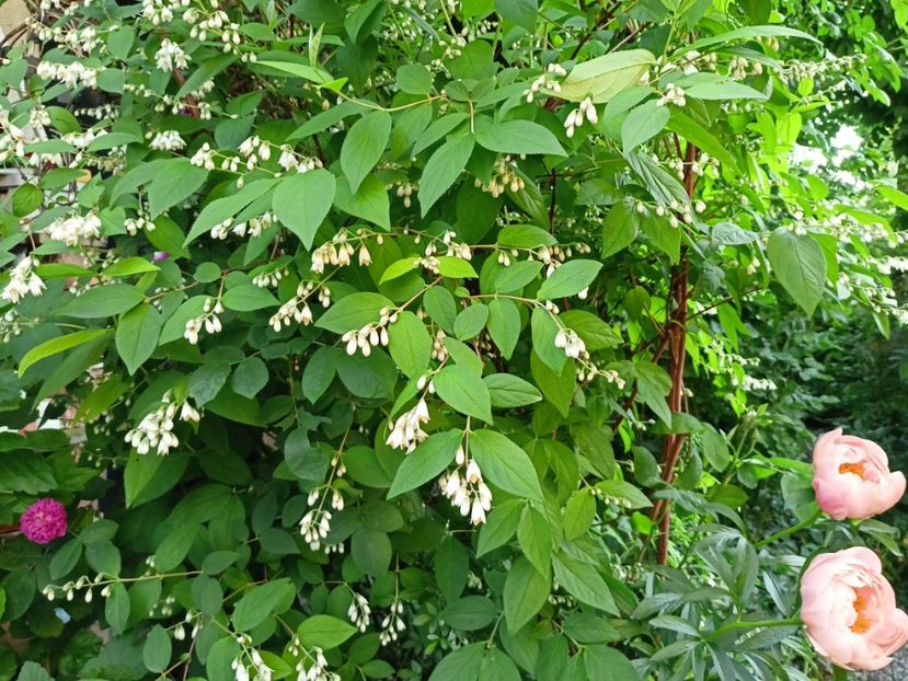  - Grădina 2024 continuare 2