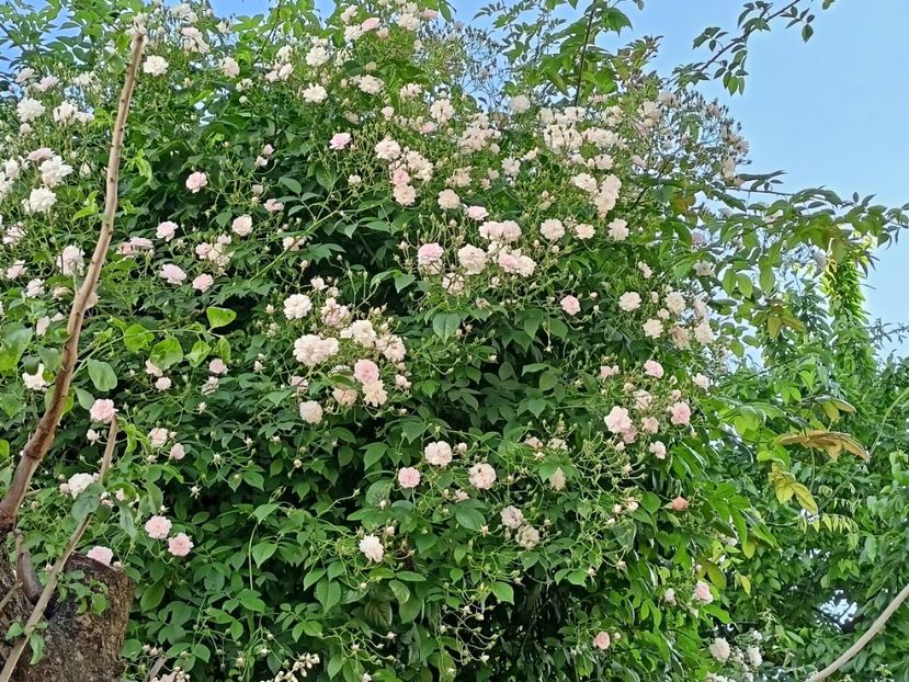  - Grădina 2024 continuare 2