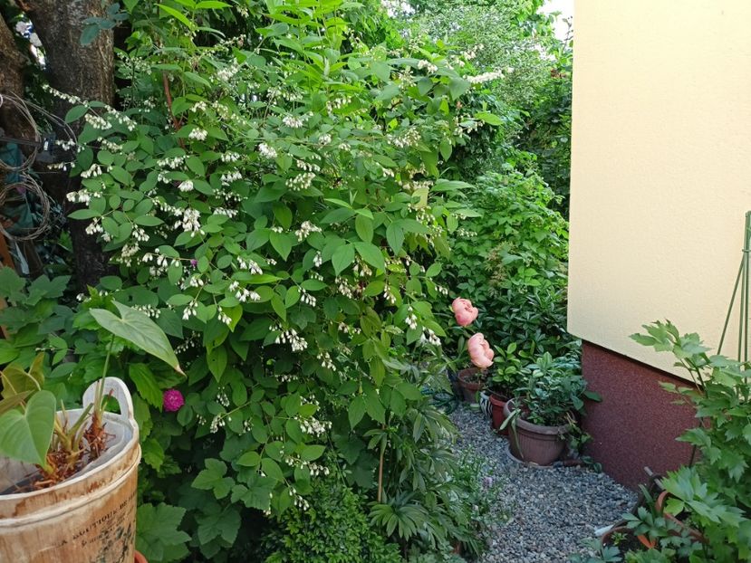  - Grădina 2024 continuare 2