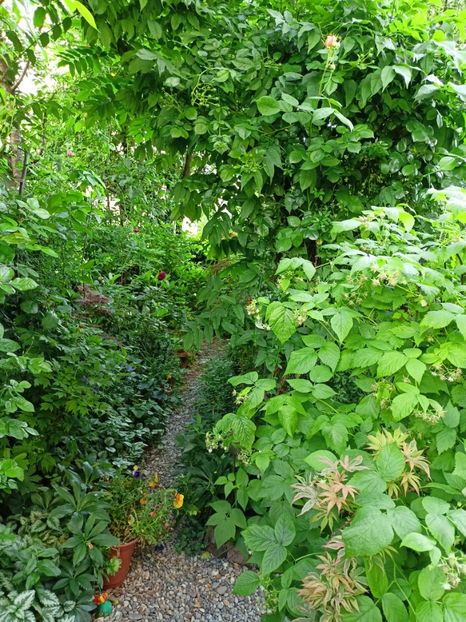  - Grădina 2024 continuare 2