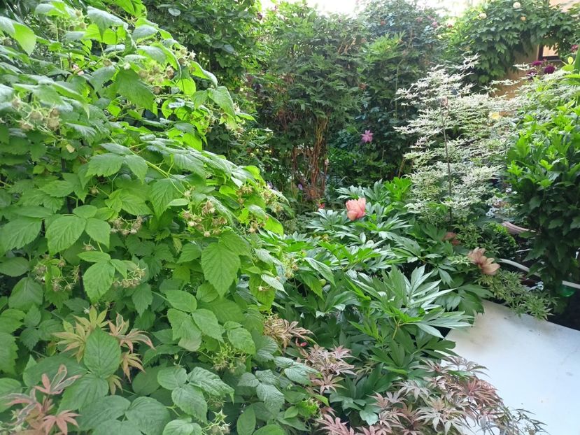  - Grădina 2024 continuare 2