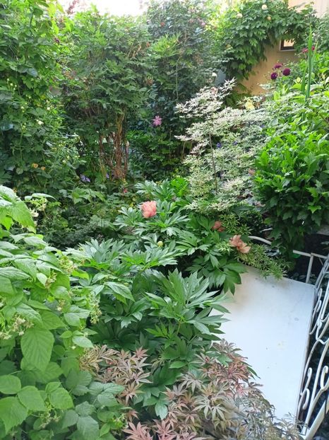  - Grădina 2024 continuare 2