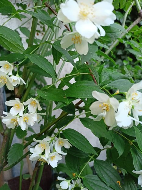 Iasomie - Grădina 2024 continuare 2