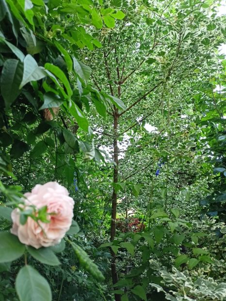  - Grădina 2024 continuare 2