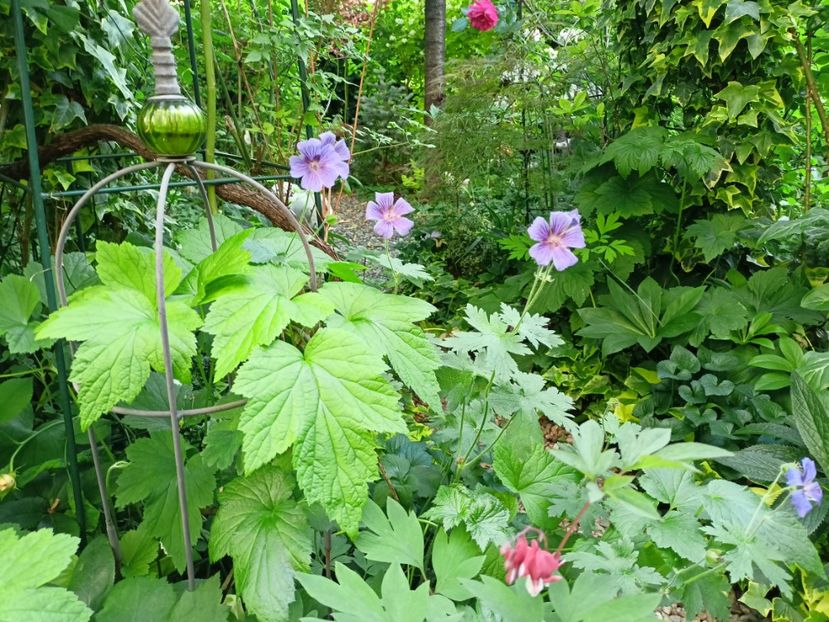  - Grădina 2024 continuare 2