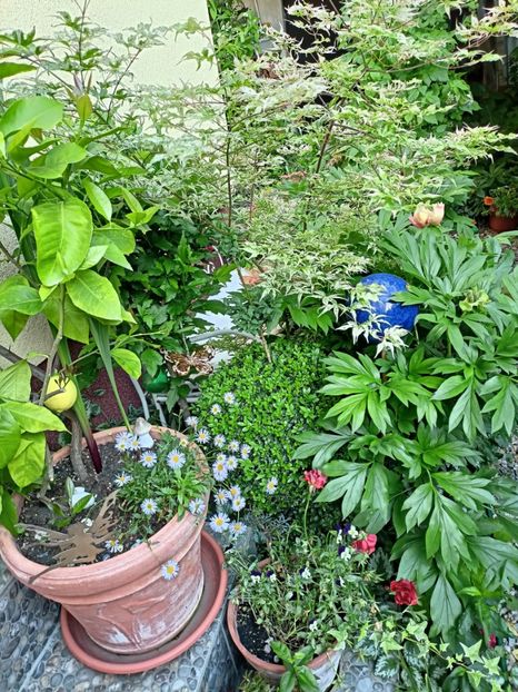  - Grădina 2024 continuare 2