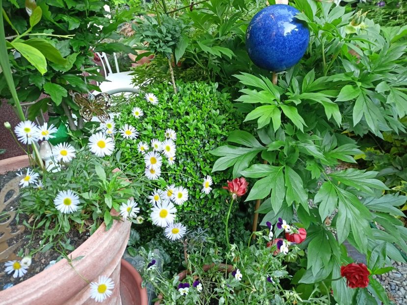  - Grădina 2024 continuare 2