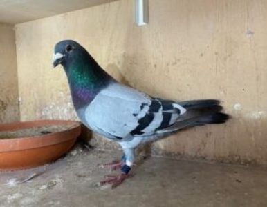 New-Lars-Jelle-Jellema-6e-nationaal-Pau-300x233 - 1 Jelle Jellema Nijverdal Keizer Kampioen 2023 Fondunie 2000