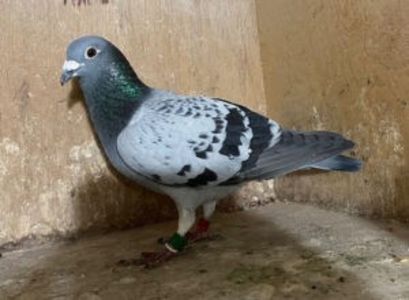 1e-Duif-Agen-JL-2023-300x220 - 2 Jelle Jellema Nijverdal Keizer Kampioen 2023 Fondunie 2000