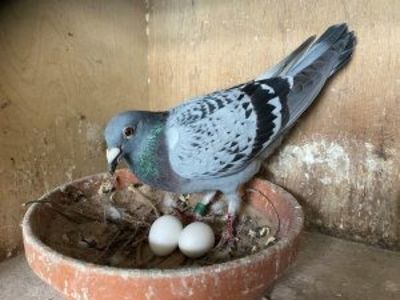 18-nationaal-barcelona-2022-Jelle-Jellema-300x225 - 4 Jelle Jellema Nijverdal Keizer Kampioen 2023 Fondunie 2000