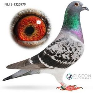 NL15-1320979-Silke-verkleind - 5 Jelle Jellema Nijverdal Keizer Kampioen 2023 Fondunie 2000