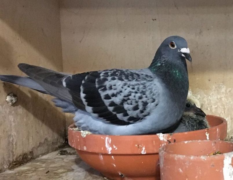 Silke-na-thuiskomst-Barcelona-e1596904583622 - 5 Jelle Jellema Nijverdal Keizer Kampioen 2023 Fondunie 2000