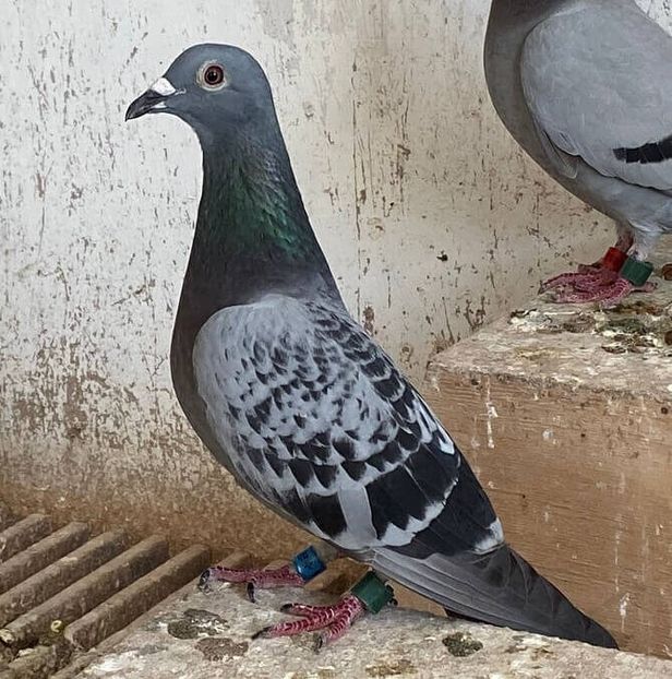 6e-nationaal-Perpignan-Jelle-Jellema-669x675 - 6 Jelle Jellema Nijverdal Keizer Kampioen 2023 Fondunie 2000