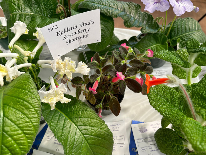 - Calgary Stampede African Violets Show 2024