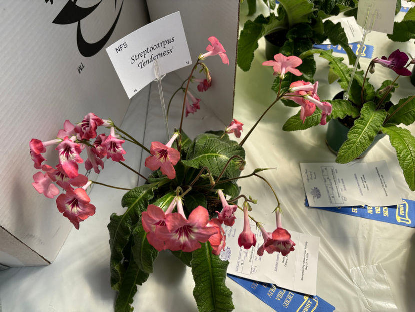  - Calgary Stampede African Violets Show 2024