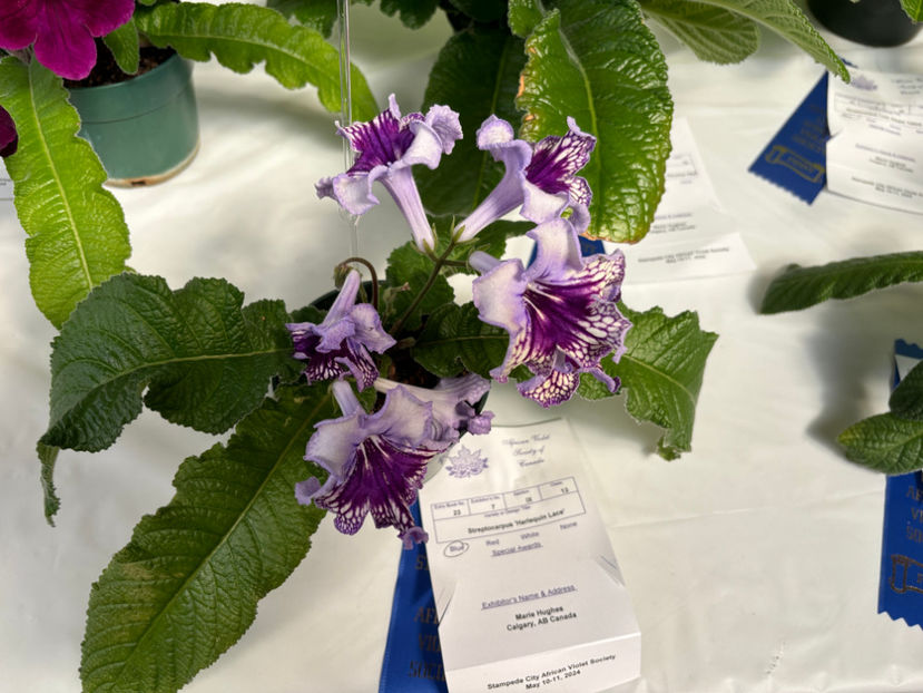  - Calgary Stampede African Violets Show 2024