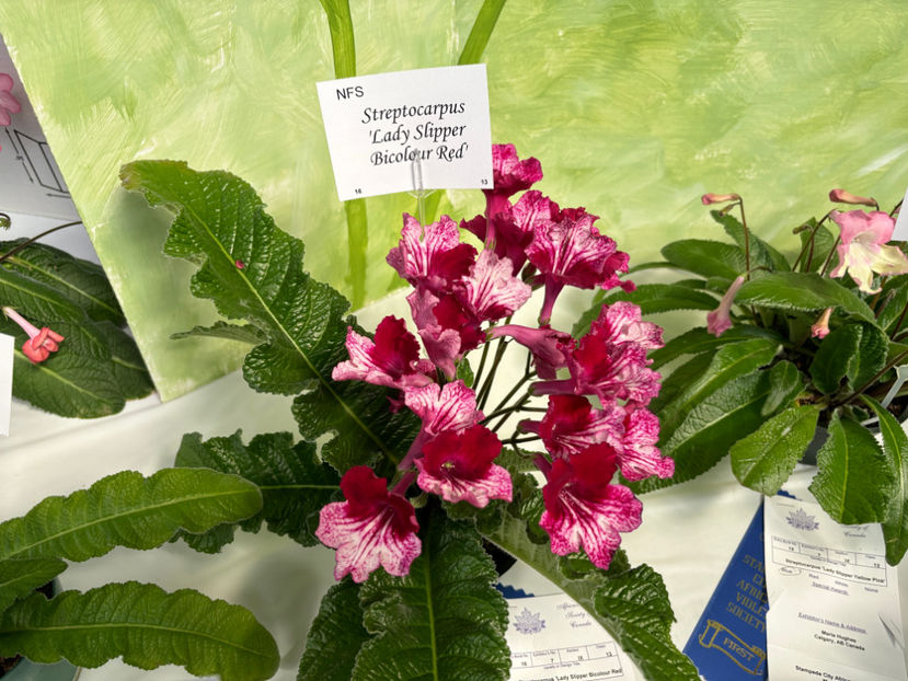  - Calgary Stampede African Violets Show 2024