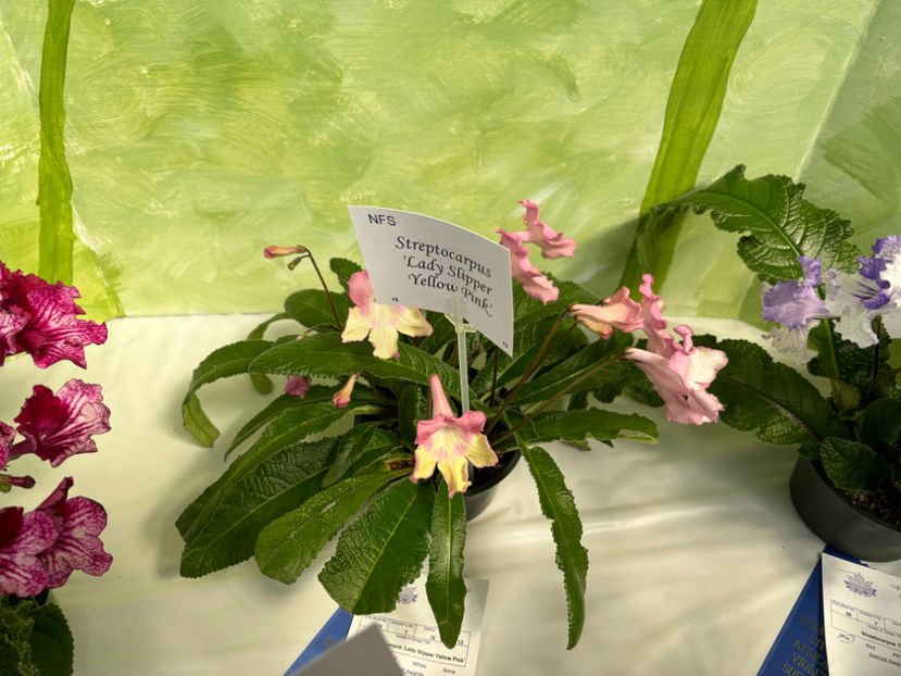  - Calgary Stampede African Violets Show 2024
