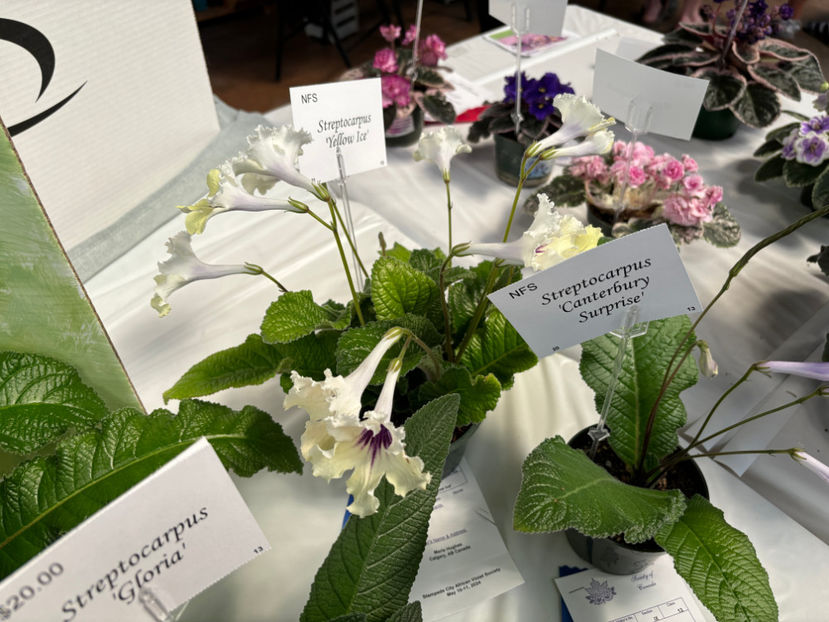  - Calgary Stampede African Violets Show 2024