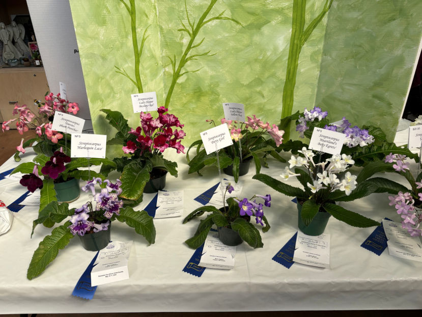  - Calgary Stampede African Violets Show 2024