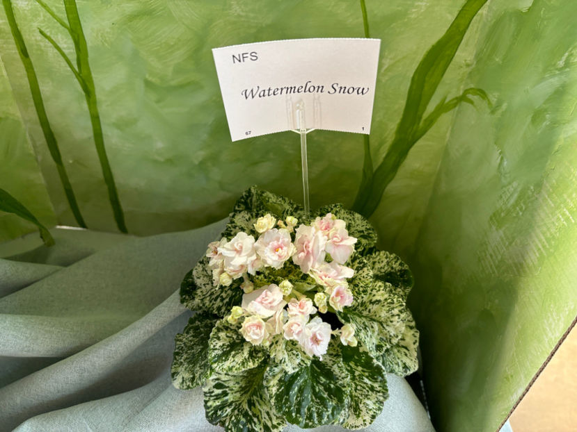  - Calgary Stampede African Violets Show 2024